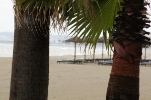 SONY DSC